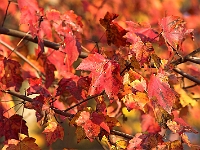 Autumn's Last Gasp 3